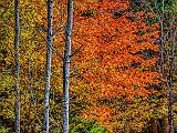 Autumn Tree_P1200399-401